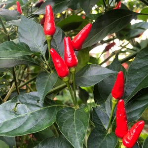 Bird&#39;s eye chilli