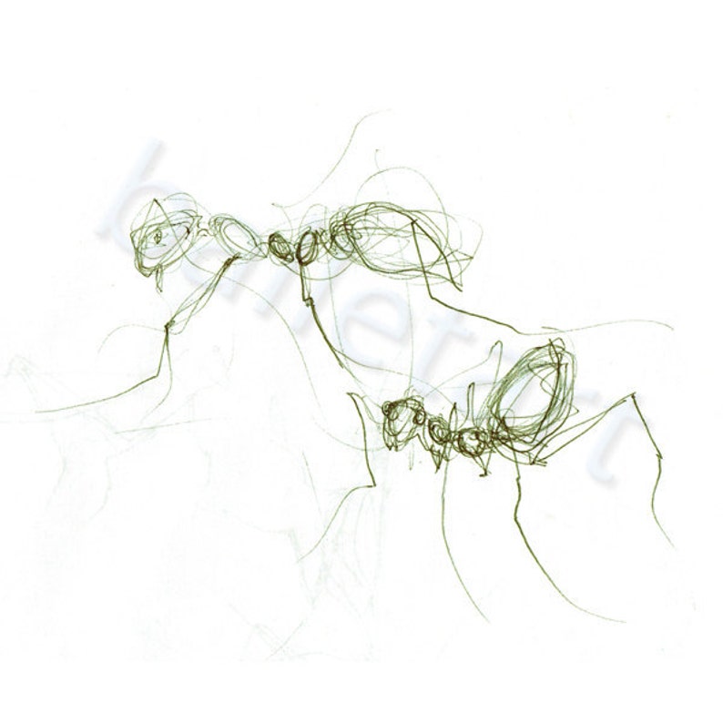 deux fourmis chasseur de dessin à l'encre verte image 1