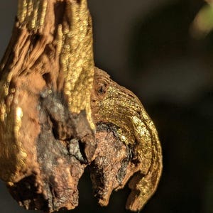 May include: A piece of driftwood with a gold finish. The wood is brown and has a rough texture. The gold finish is applied in a patchy way, giving the wood a rustic look.