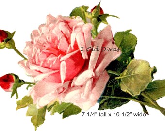 Vintage Style Victorian Catherine Klein Fat Pink Rose Laser Waterslide Decal Downton Era Roses Furniture Decals