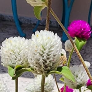 Semillas de amaranto globo: flores tropicales moradas, rosas y blancas (200 semillas)