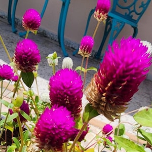 Graines Globe d&#39;amarante : Gomphrena violette et blanche - Graines de fleurs tropicales