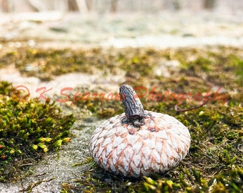 Acorn top and moss - fall, acorn, moss, brown, green, macro, stone, hiking, small, tree, nature, photography, natural beauty, woods, forest