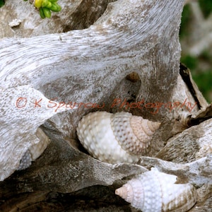 May include: Three textured, off-white spiral seashells nestled within the crevices of a weathered, light gray piece of driftwood. Small green and yellow succulent leaves are visible at the top. The text K Sparrow Photography is present.