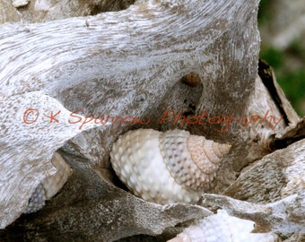 Beaded Periwinkle Shells, Rose Island, Nassau, Bahamas - Carribean, ocean, coral, plant, snail, tree, texture, island, travel, photography