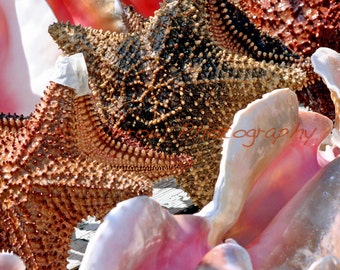 Starfish & Conch Shells, Nassau, Bahamas - Caribbean, travel, shells, nature, ocean, sea, vacation