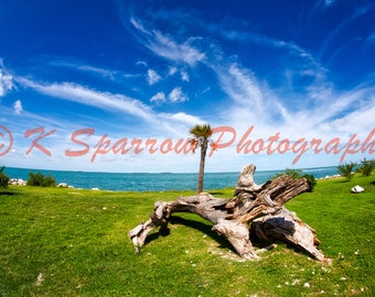 Key West, Florida, Photograph, Beach, Ocean, Palm Tree, Sky, Clouds