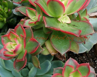 Photograph of a green and red Aeonium succulent plant, photograph, nature photography, plant photography,