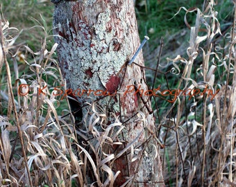 Fence Post - Farm, field, rural, country, moss, grass, aged, New Jersey,