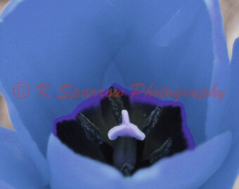 Blue Tulip, flower, spring, tulip, spring, easter