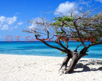 Divi Divi tree on the beach, Aruba - photograph, divi divi, tree, ocean, cloud, Caribbean, sky, island, blue, bon bini, beach, sand, reef