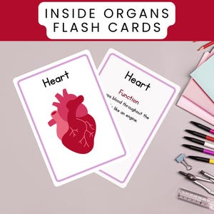 FlashCards sobre órgãos, Material didático divertido e educativo para a sala de aula, Conjunto de ensino de órgãos de nível básico, Flashcards personalizáveis