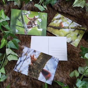 Cartes postales écureuil (lot de 3), photographies réelles imprimées sur papier