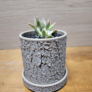 Tree Bark Planter with Water Tray