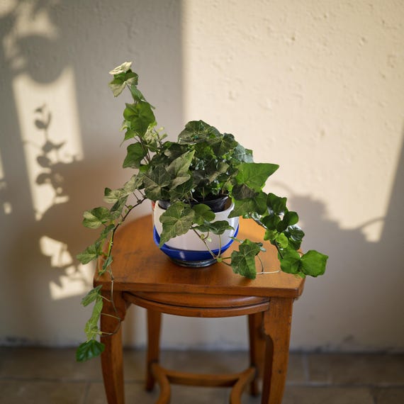 Contemporary Curved Planter
