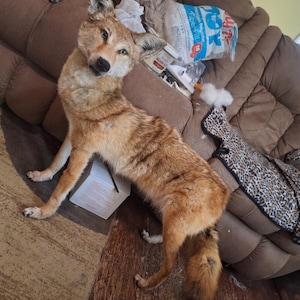 May include: A taxidermy coyote standing in a forward-facing position with its head turned slightly to the left. The animal features a coat of tan, brown, and grey fur, pointed ears, and dark eyes. It is positioned on a white box-like structure.