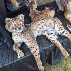Tradionally mounted bobcat taxadermy