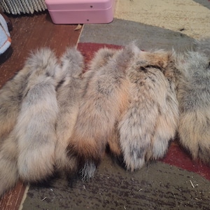 A+ quality huge coyote tails