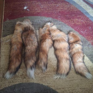 Large ethically sourced red fox tails