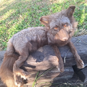 May include: A taxidermy fox with brown and silver-tipped fur, pointed ears, and amber-colored eyes. The fox is positioned in a resting pose with its front paws extended forward and its long, bushy tail curled behind its body.
