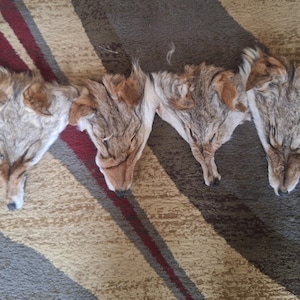 A+ quality huge coyote faces