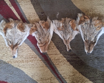 A+ quality huge coyote faces (lot of 3)