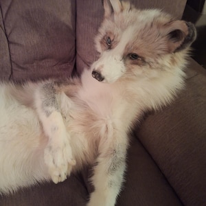 ON HOLD - soft body red platinum ranch fox softmount fur pelt