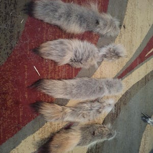 entire lot of DAMAGE grade coyote tails