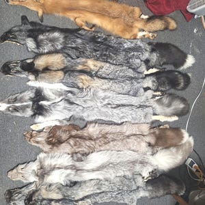 May include: A collection of fox pelts in various colors, including shades of brown, gray, and black. The pelts are laid out on a gray surface, showcasing their fur texture and natural patterns. The pelts are of varying sizes.