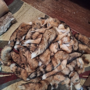 Large ethically sourced red fox tails