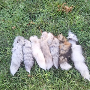 medium ranch fox tail