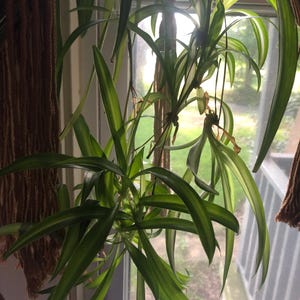 Spider Plant Pups