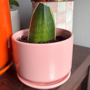 Peut inclure: Une bouture de feuille de Sansevieria avec un centre vert foncé et des bords panachés jaunes plantée dans du terreau sombre à l'intérieur d'un pot en céramique rose clair, cylindrique et lisse, avec une soucoupe assortie.