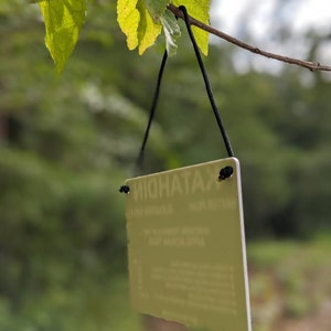 Puede incluir: Un cartel blanco con texto negro colgado de una rama de &aacute;rbol. El cartel dice "MIDNIGHT TAXI" con un n&uacute;mero de tel&eacute;fono y una direcci&oacute;n debajo.