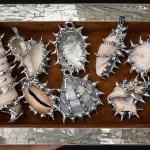 May include: A display of seashell pendants, each with silver-coloured metal detailing and a spiky trim. The pendants are set in a brown box with a mother-of-pearl frame. Shells vary in shape and colour.