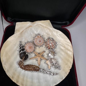 May include: A decorative seashell arrangement featuring various seashells, a starfish, and a sea cucumber, all set within a large scallop shell. The shells are adorned with silver-coloured metal accents and presented in a black velvet-lined box.