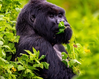 Silverback Eating