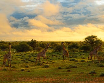 Giraffe Sunrise