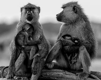 Baboon Moms