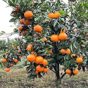 May include: A citrus tree laden with numerous round, bright orange fruits hanging from thin branches among dense, dark green leaves. The tree is full of ripe oranges in various sizes, showing a vibrant contrast between the fruit and foliage.