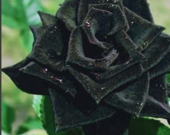 Black Magic Rose Bush 50 Seeds~Rare-USA Seller
