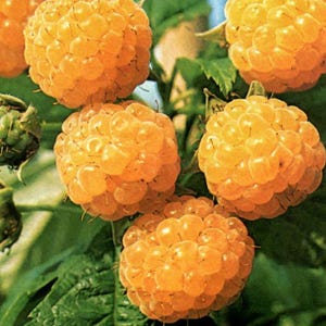 May include: A cluster of ripe golden yellow raspberries and two unripe green raspberries attached to a leafy stem. The ripe berries feature a textured, rounded surface with small individual drupelets, while the green berries are smaller and firm.