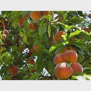 May include: A close-up of a peach tree laden with ripe peaches. The peaches are a vibrant orange-red color, contrasting with the green leaves. The image captures the abundance of a summer harvest.