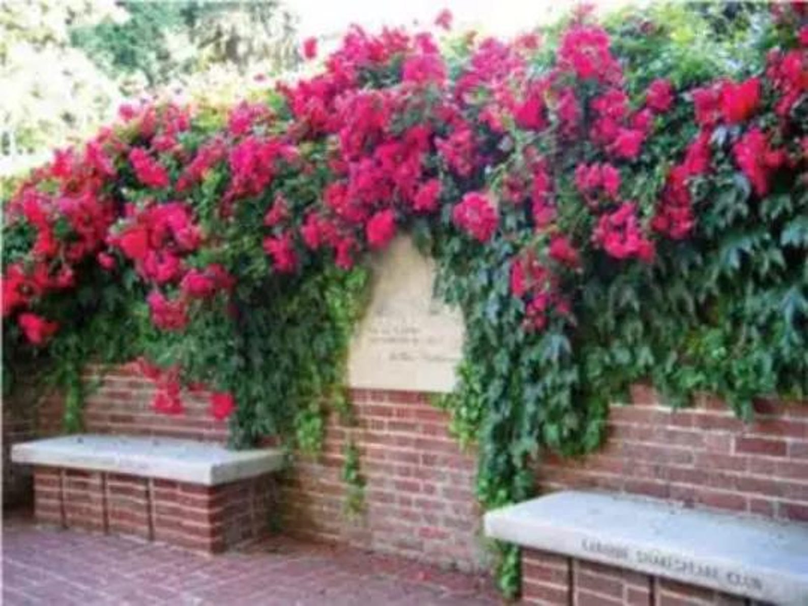 White Climbing Rose Bush Seeds - Rare Variety, 50 Or 100 Seeds, Fresh 2024 Harvest - USA Seller