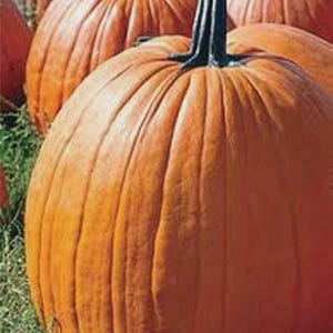 May include: A collection of large, round pumpkins with deep orange skin and dark green stems. The pumpkins are arranged on a bed of green grass, showcasing their ribbed texture and autumnal color.
