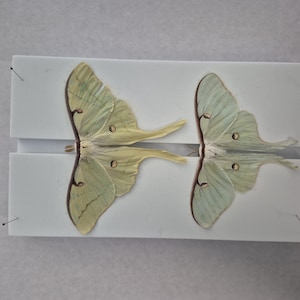Unmounted Luna Moth Specimen