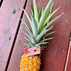 Może przedstawiać: Dojrzały ananas o żywym ż&oacute;łtym wyglądzie i koronie zielonych liści. Naklejka z napisem "Ella es un Escandalo" jest przymocowana do ananasa. Ananas leży na drewnianej powierzchni.