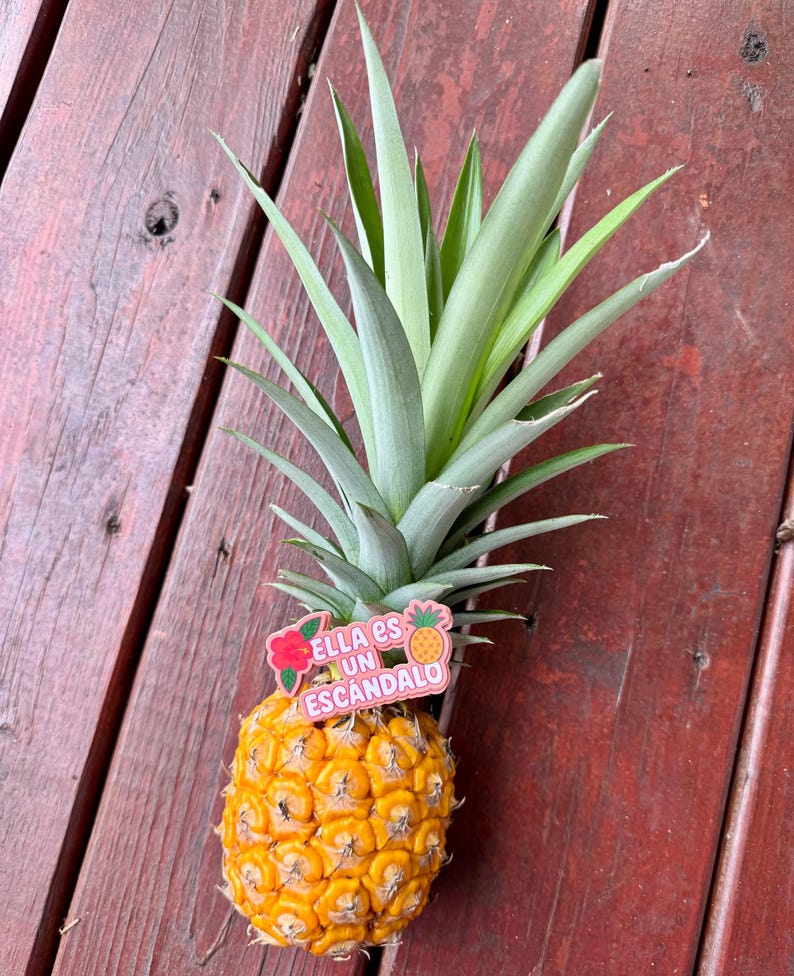 Może przedstawiać: Dojrzały ananas o żywym ż&oacute;łtym wyglądzie i koronie zielonych liści. Naklejka z napisem "Ella es un Escandalo" jest przymocowana do ananasa. Ananas leży na drewnianej powierzchni.