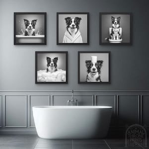 May include: Five black and white framed photos of a border collie dog in different poses. The dog is wearing a bathrobe, sitting on a toilet, taking a bath, and wearing a toilet paper roll on its head. The photos are hanging on a gray wall above a white bathtub.