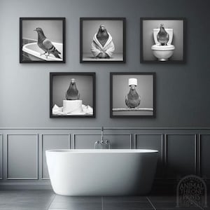 Puede incluir: Cinco fotografías en blanco y negro enmarcadas de palomas en diversas situaciones humorísticas. Las fotos están colgadas en una pared gris sobre una bañera blanca.